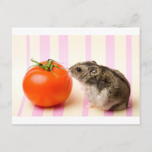 Hamster and tomato postcard