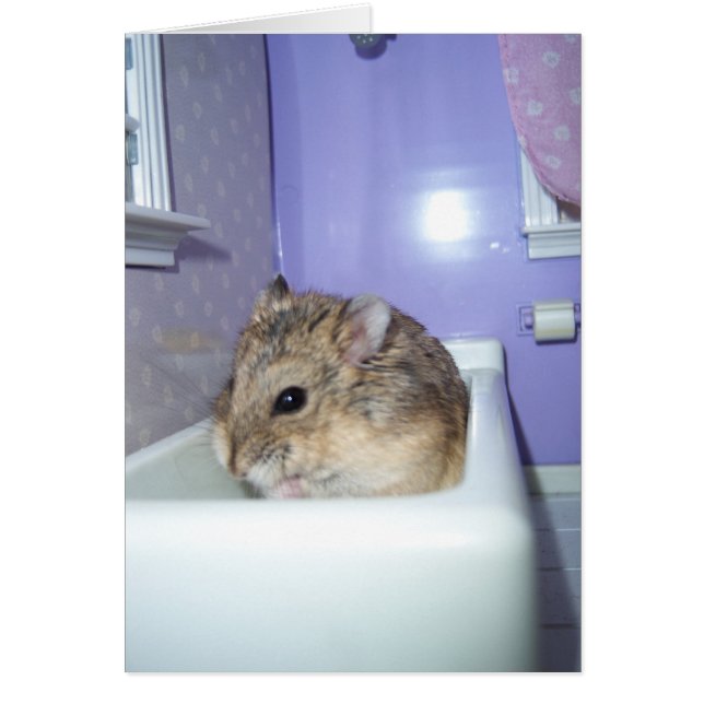 Hamster Bath (Front)