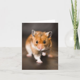 Hamster Card