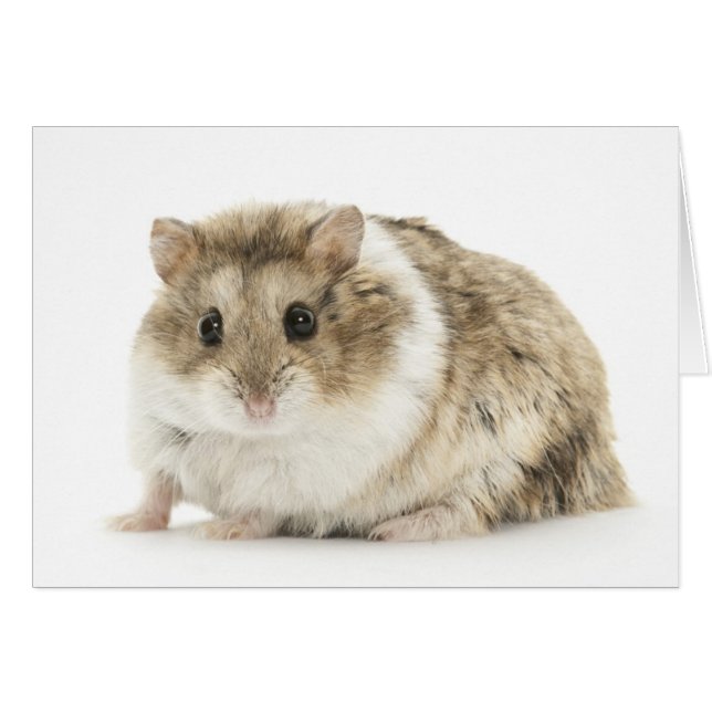 Hamster Card (Front Horizontal)