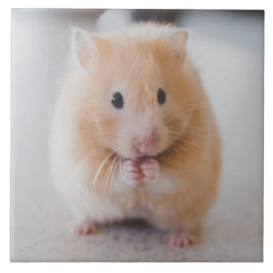 hamster ceramic tile