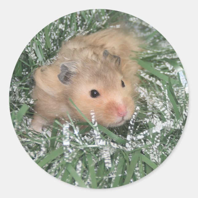 Hamster Christmas Classic Round Sticker (Front)