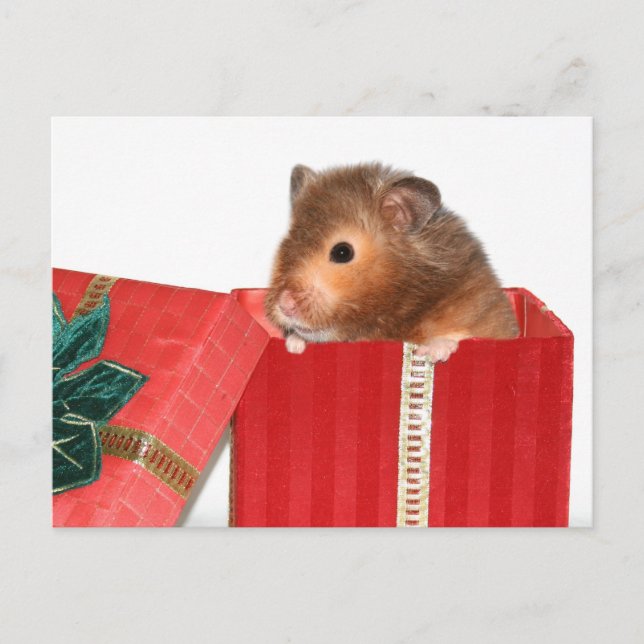 Hamster Christmas gift Holiday Postcard (Front)