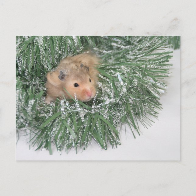 Hamster Christmas Holiday Postcard (Front)