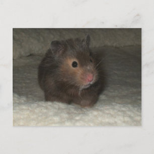 Hamster Postcard