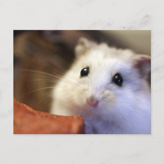 Hamster Postcard