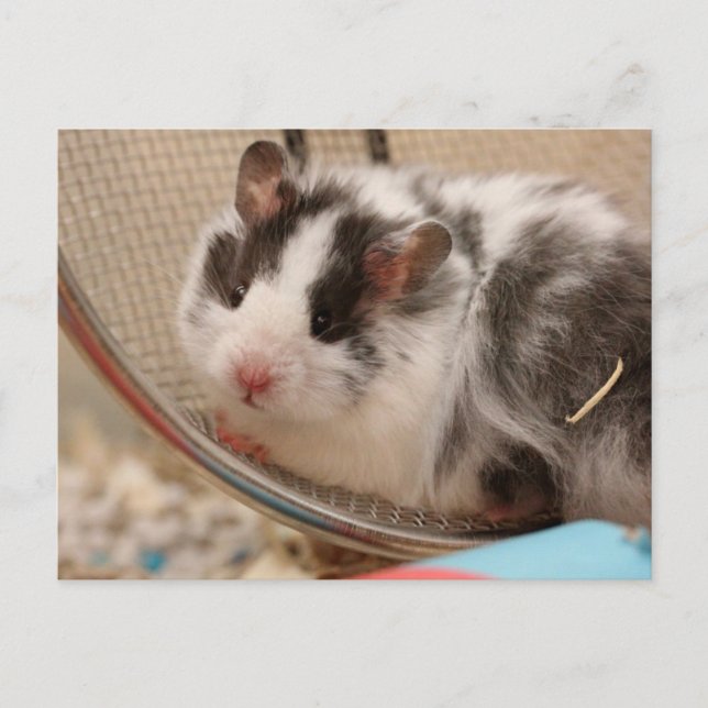 Hamster Postcard (Front)