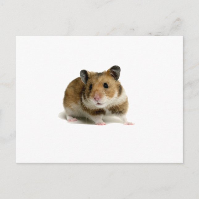 Hamster Postcard (Front)