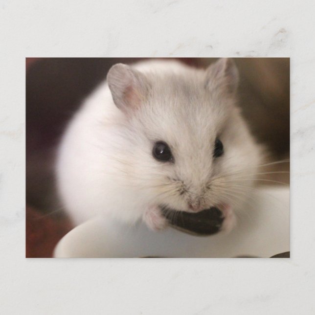 Hamster Postcard (Front)