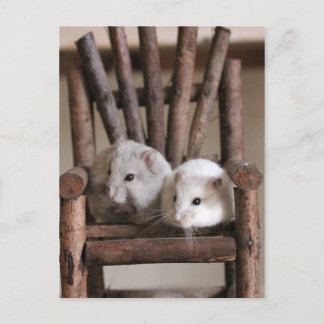 Hamsters Postcard