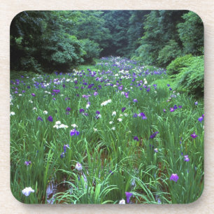 Hana Shobu (Japanese Water Iris), Meiji Shrine, Coaster