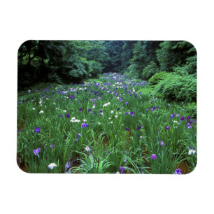 Hana Shobu (Japanese Water Iris), Meiji Shrine, Magnet