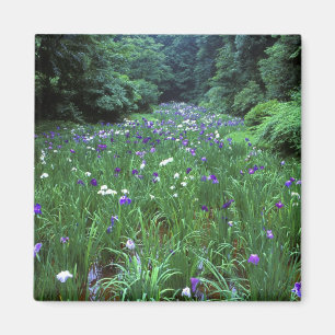 Hana Shobu (Japanese Water Iris), Meiji Shrine, Magnet