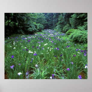 Hana Shobu (Japanese Water Iris), Meiji Shrine, Poster