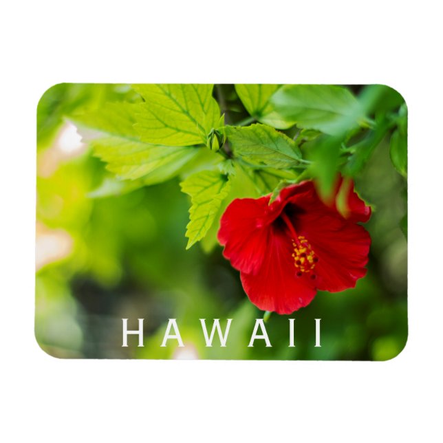 Hanalei Red Hibiscus Tropical Flower Magnet (Horizontal)