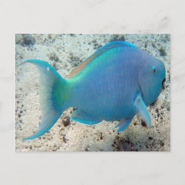 HANAUMA BAY HAWAII - Parrot Fish Postcard (Front)