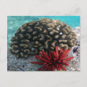 HANAUMA BAY HAWAII - Pencil Slate Sea Urchin Postcard