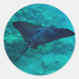Hanauma Bay Hawaii Spotted Eagle Ray Classic Round Sticker