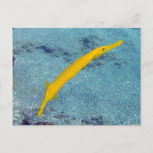 HANAUMA BAY HAWAII - Trumpet Fish (Nunu) Postcard