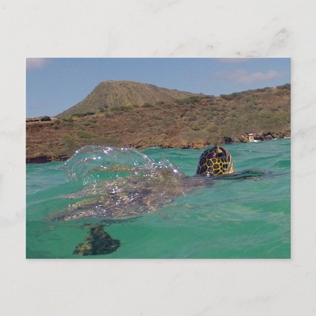 Hanauma Bay Hawaii Turtle Postcard (Front)