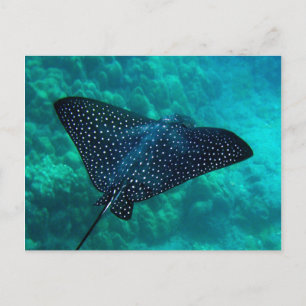 Hanauma Bay Spotted Eagle Ray Postcard