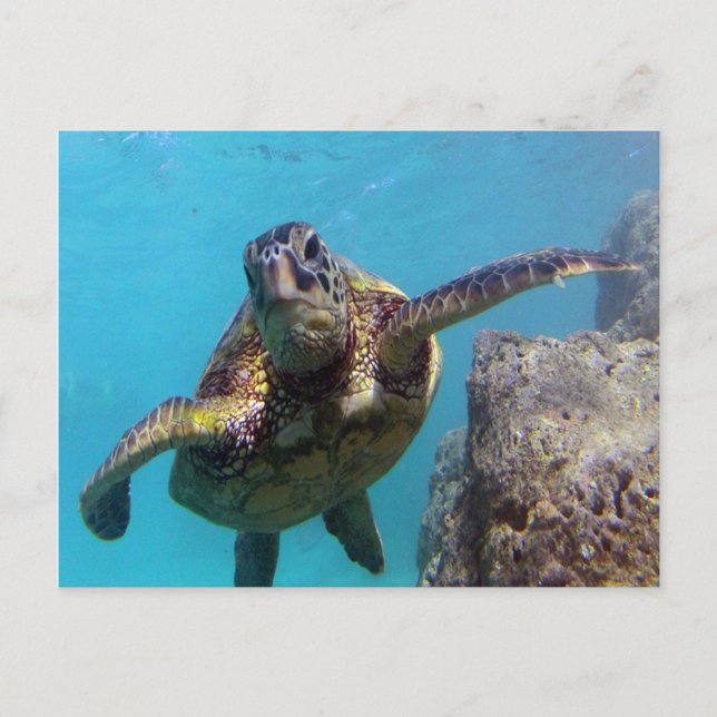 Hanauma Bay Turtle Postcard (Front)
