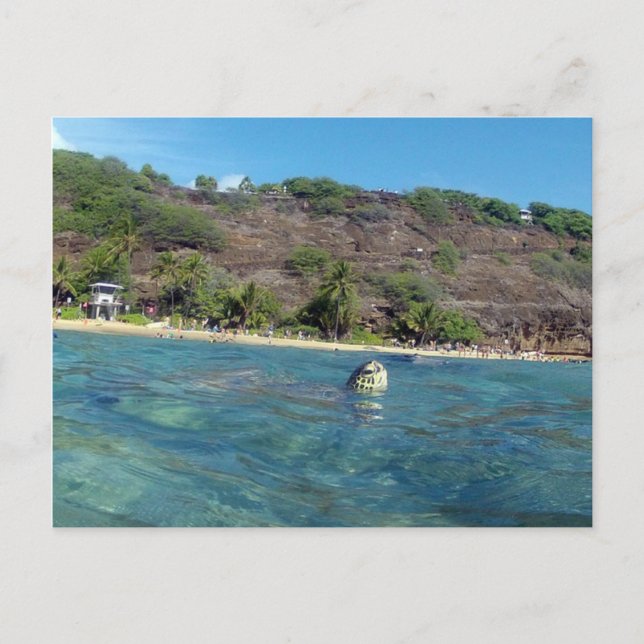 Hanauma Bay Turtle Postcard (Front)