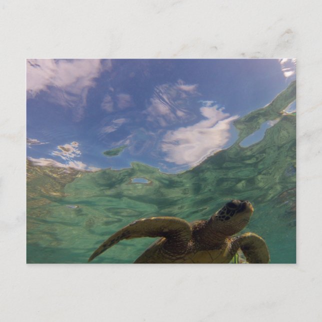 Hanauma Bay Turtle Postcard (Front)