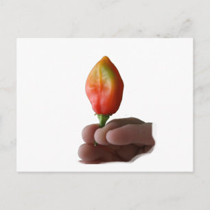 Hand And Hot Habernero Pepper Photograph Postcard