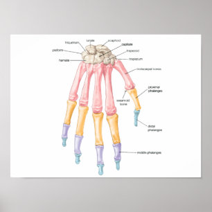 Hand bones Poster