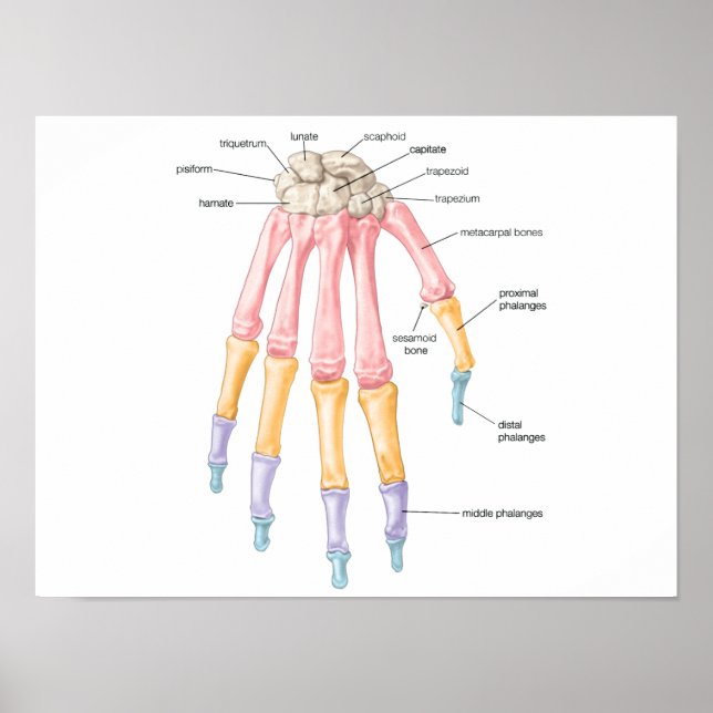 Hand bones Poster (Front)