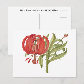 Hand drawn blooming scarlet Turk's   Postcard