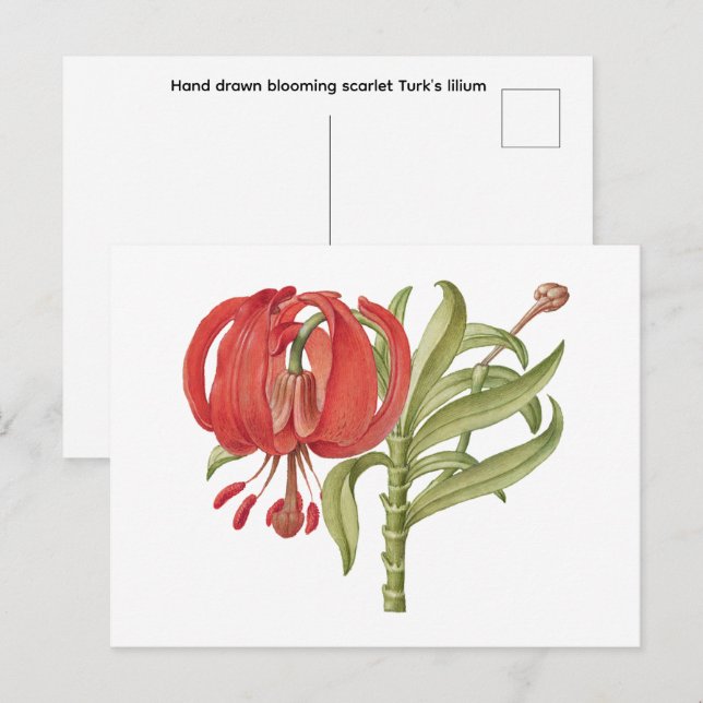 Hand drawn blooming scarlet Turk's   Postcard (Front/Back)