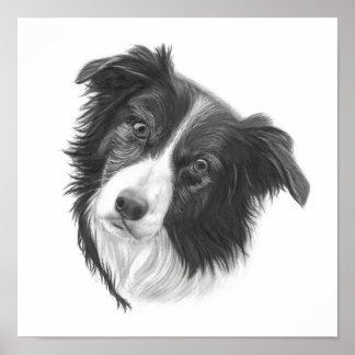 Hand Drawn Border Collie Dog Portrait Poster