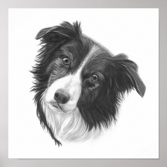 Hand Drawn Border Collie Dog Portrait Poster (Front)
