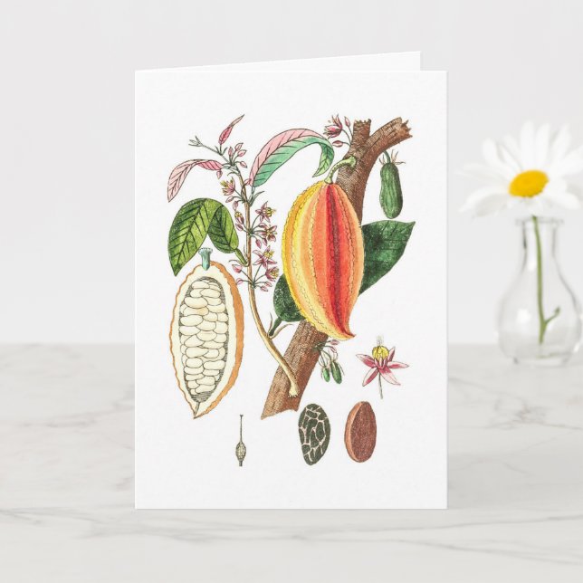 Hand Drawn Cacao - Vintage Art Card (Small Plant)