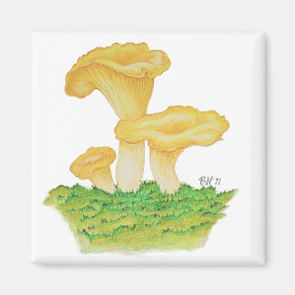 Hand Drawn Chanterelle Mushroom Magnet