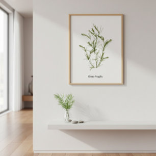 Hand-Drawn Chara fragilis Seaweed Poster