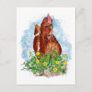 Hand drawn Chicken Art Postcard