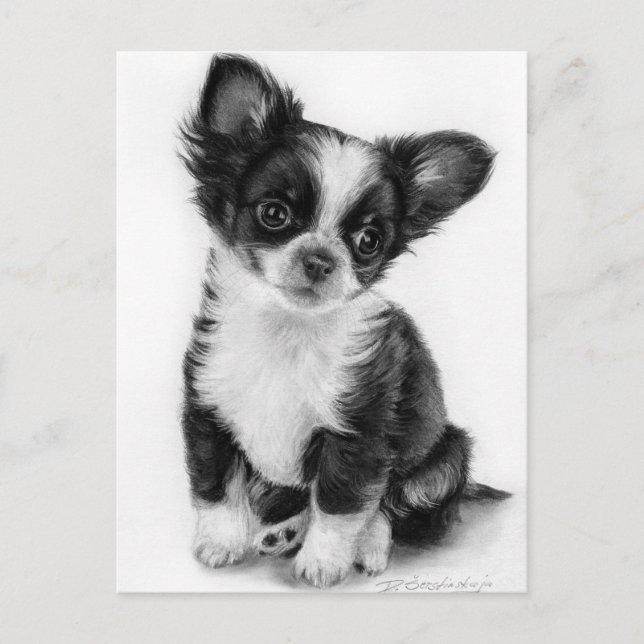 Hand Drawn Chihuahua Puppy Artwork Postcard (Front)