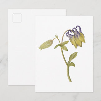 Hand drawn common columbine flower postcard