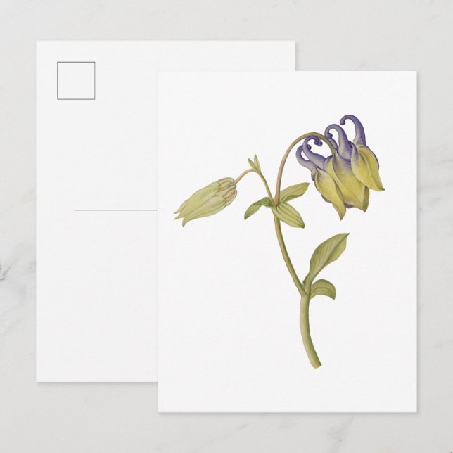 Hand drawn common columbine flower postcard (Front/Back)