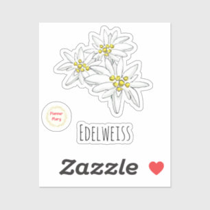 Hand-Drawn Edelweiss Alpine Wildflower Whimsical 