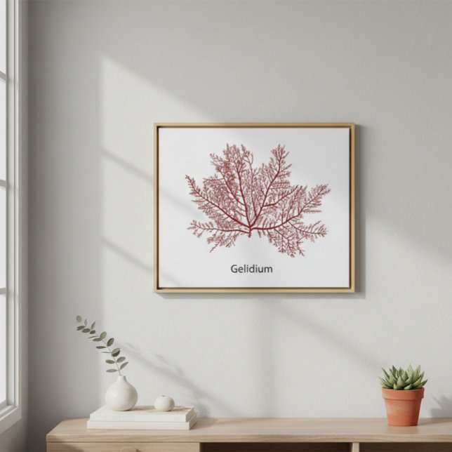 Hand Drawn Gelidium Seaweed  Poster (Creator Uploaded)