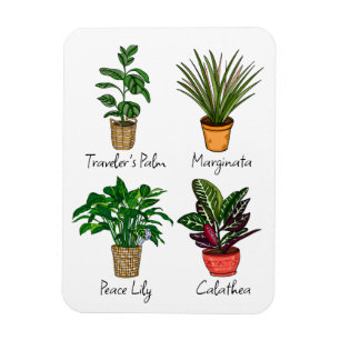 Hand Drawn House Plants Art Magnet