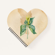 Hand Drawn Wake Robin