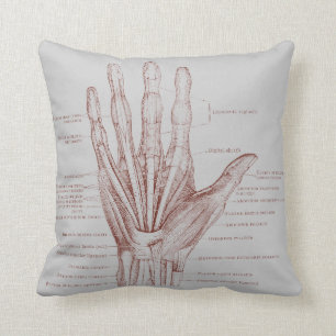 Hand fingers muscles - anatomy cushion