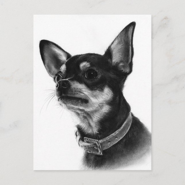 Hand Painted Chihuahua Head Study Postcard (Front)