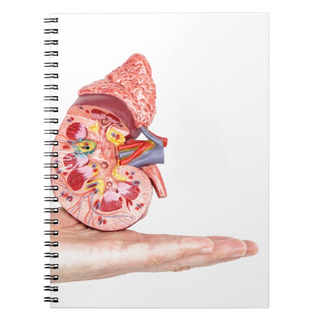 Hand showing model with inside of human kidney notebook (Front)