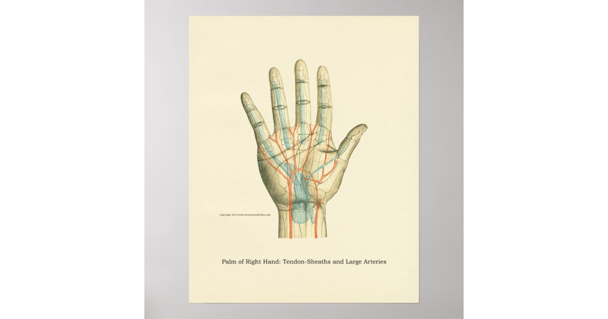 Hand & Wrist Internal Anatomy Poster | Zazzle.com.au
